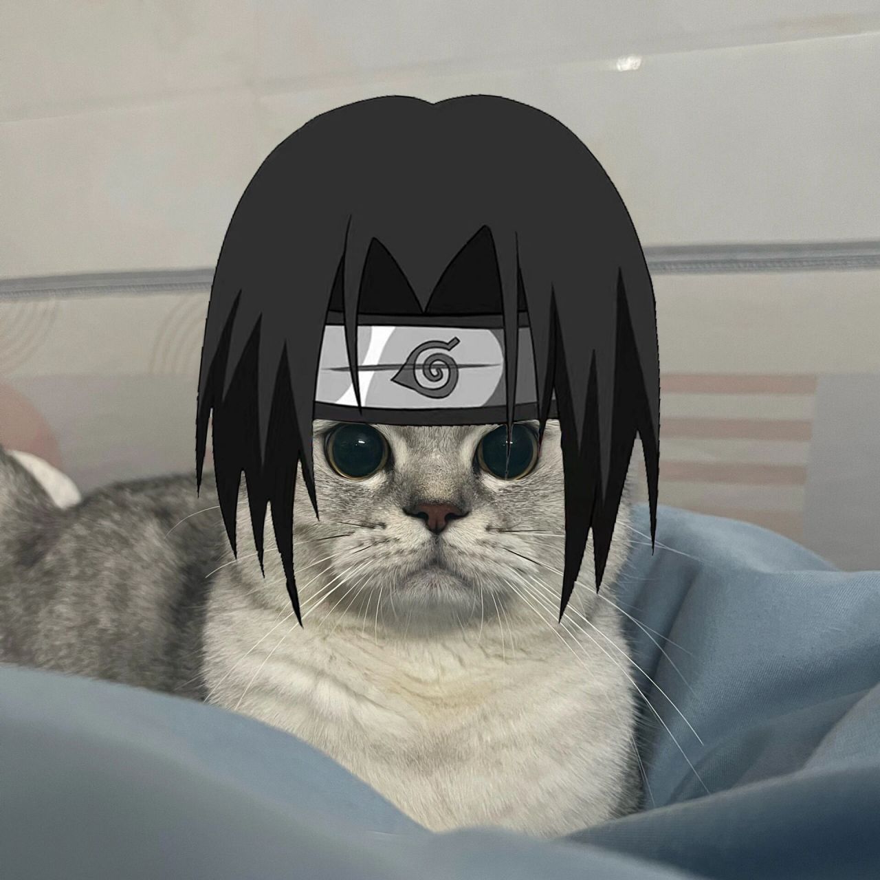 猫咪版火影忍者