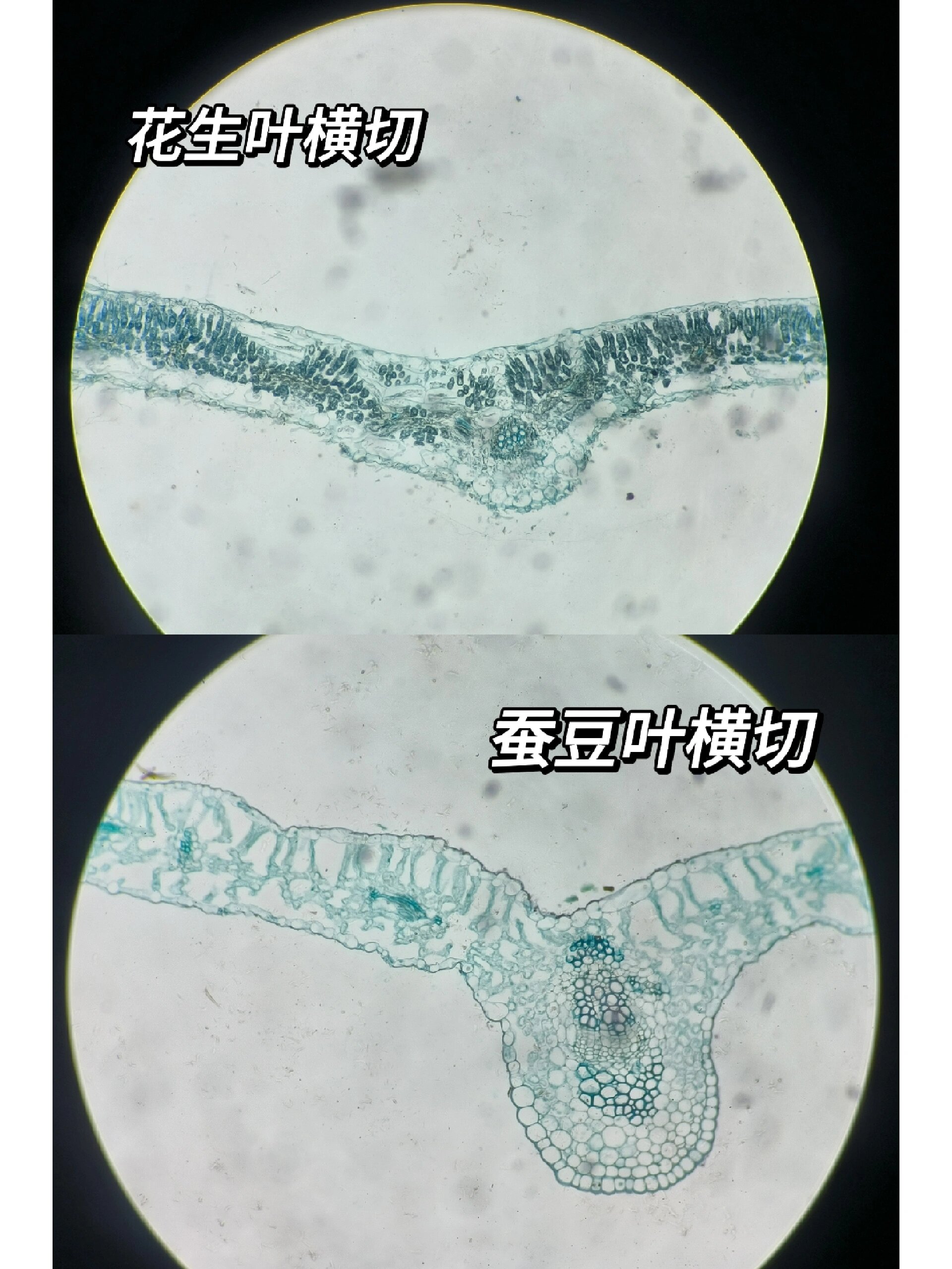 水稻叶横切图结构名称图片