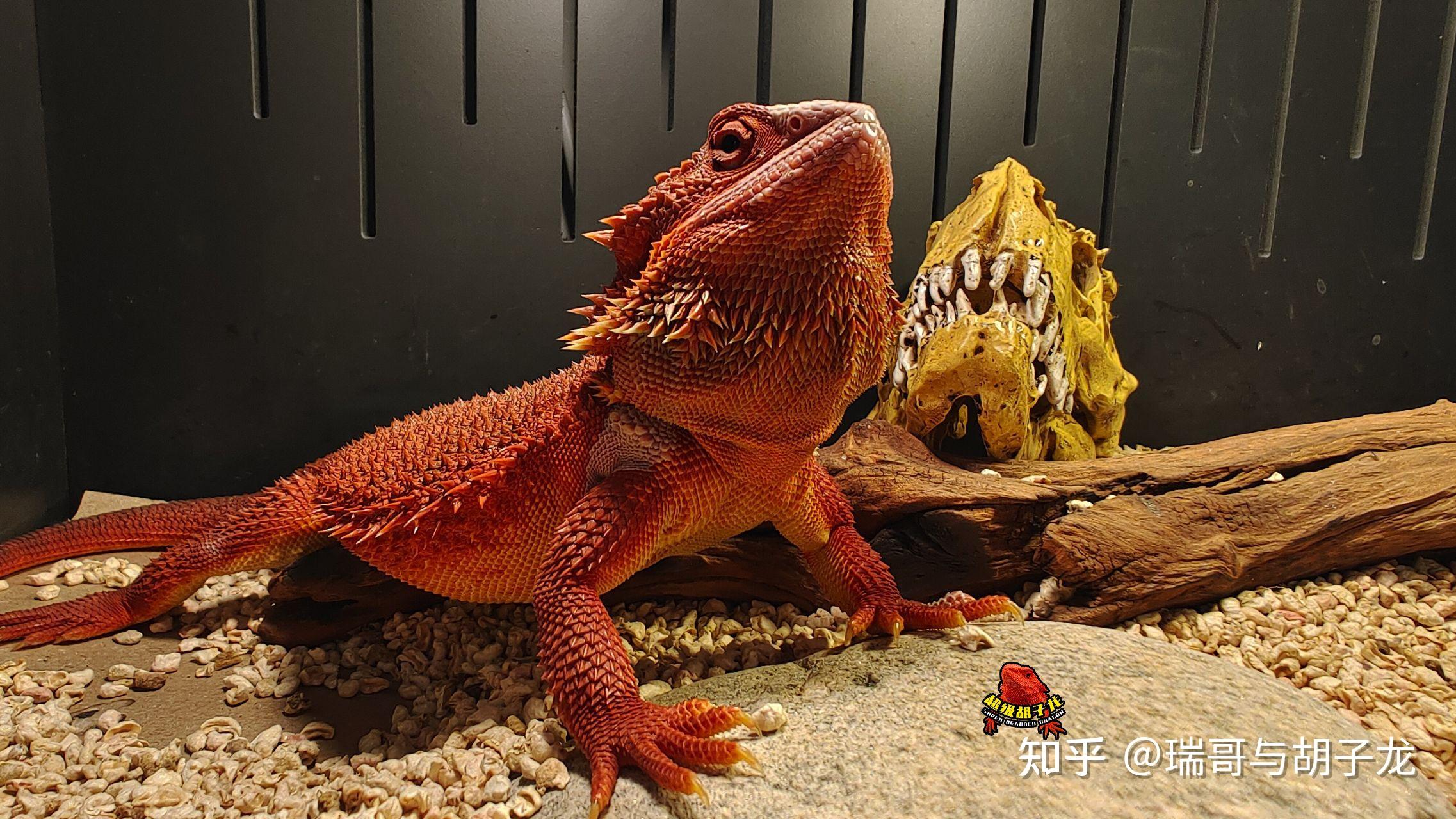 鬃狮蜥常见的拒食缘由及解决方法