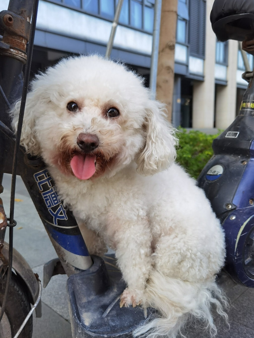 比熊怀孕53天啦 做b超,胎儿正常 今天带去做b超,看肚子里的小狗狗发育