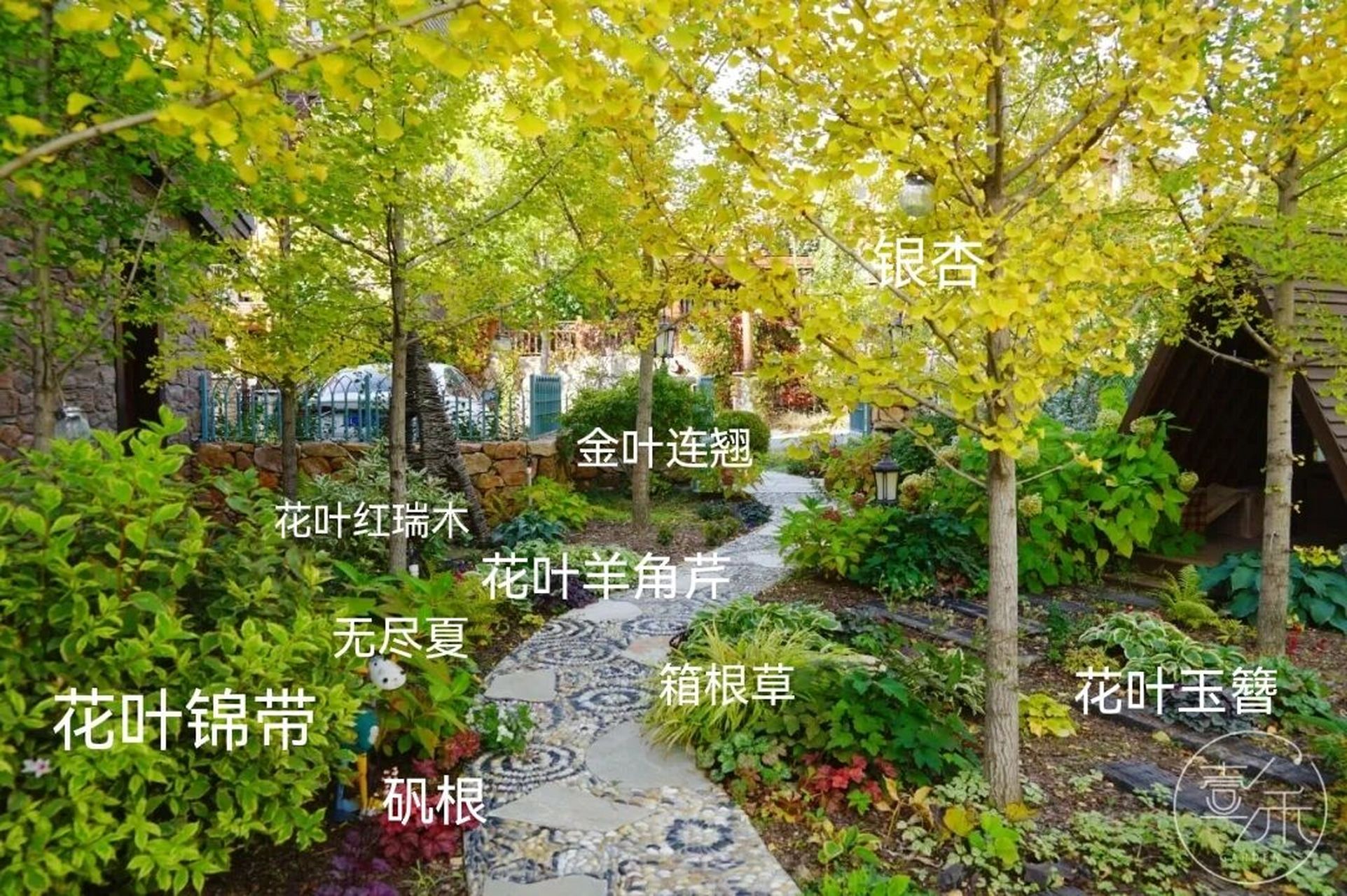 花境植物选择 在北方的花园小树林下,我们可以种的植物品种可以有哪些