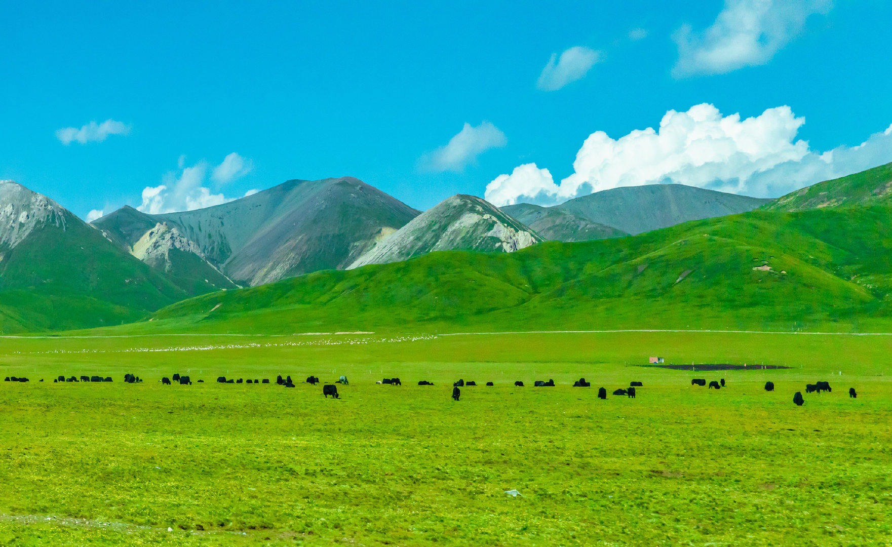 中国风景图片蓝天草原草原蓝天图片祁连山美景祁连山草原图片风景图片