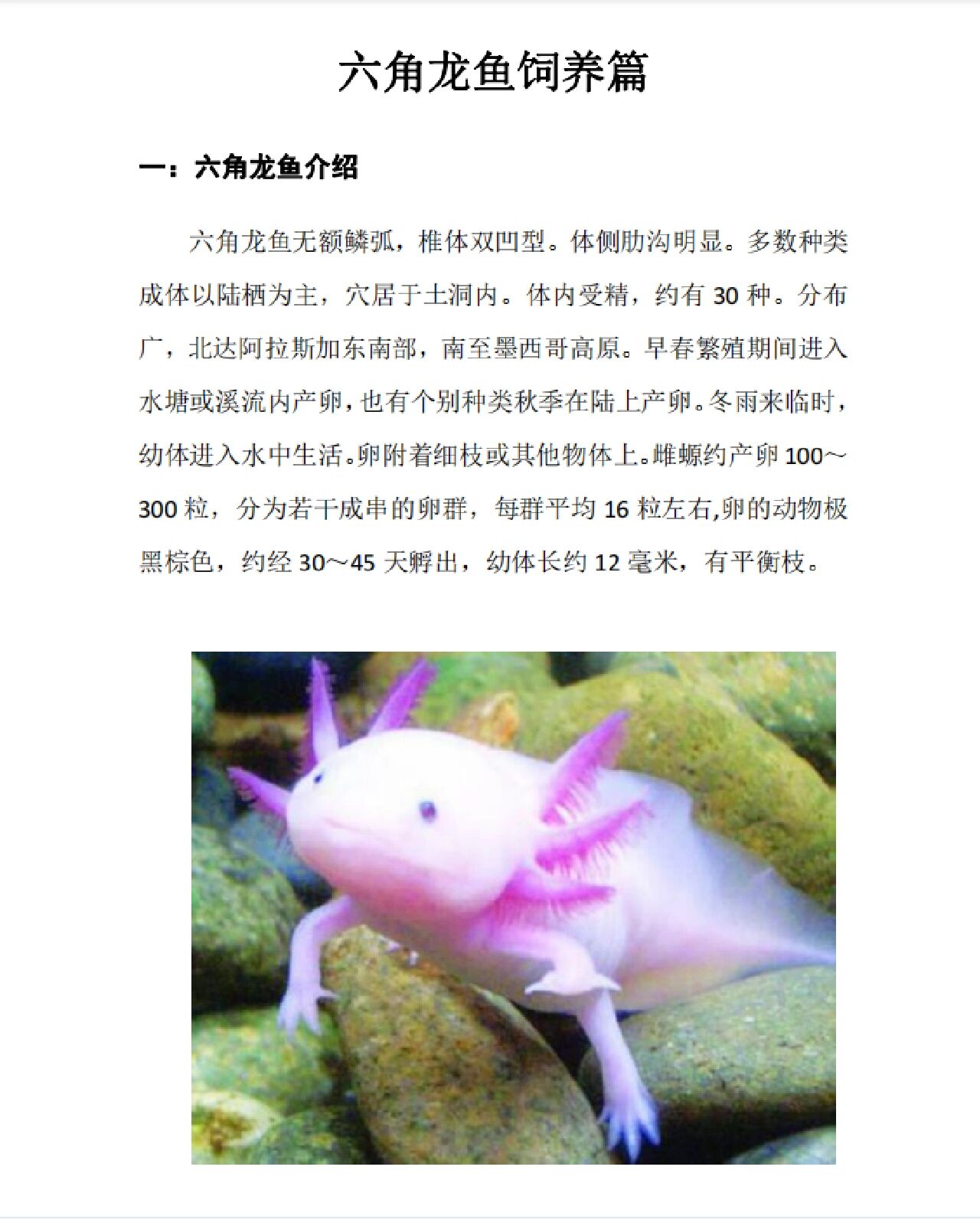 六角龙鱼饲养篇—换水,食物,环境,温度