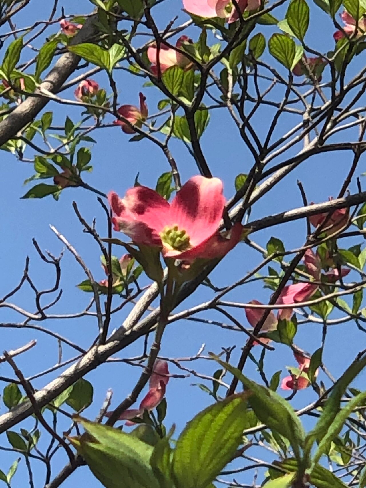 花水木(ハナミズキ)