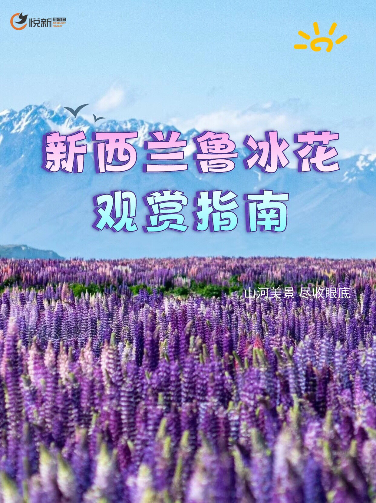 重要通知! 11月的新西兰鲁冰花盛放在即