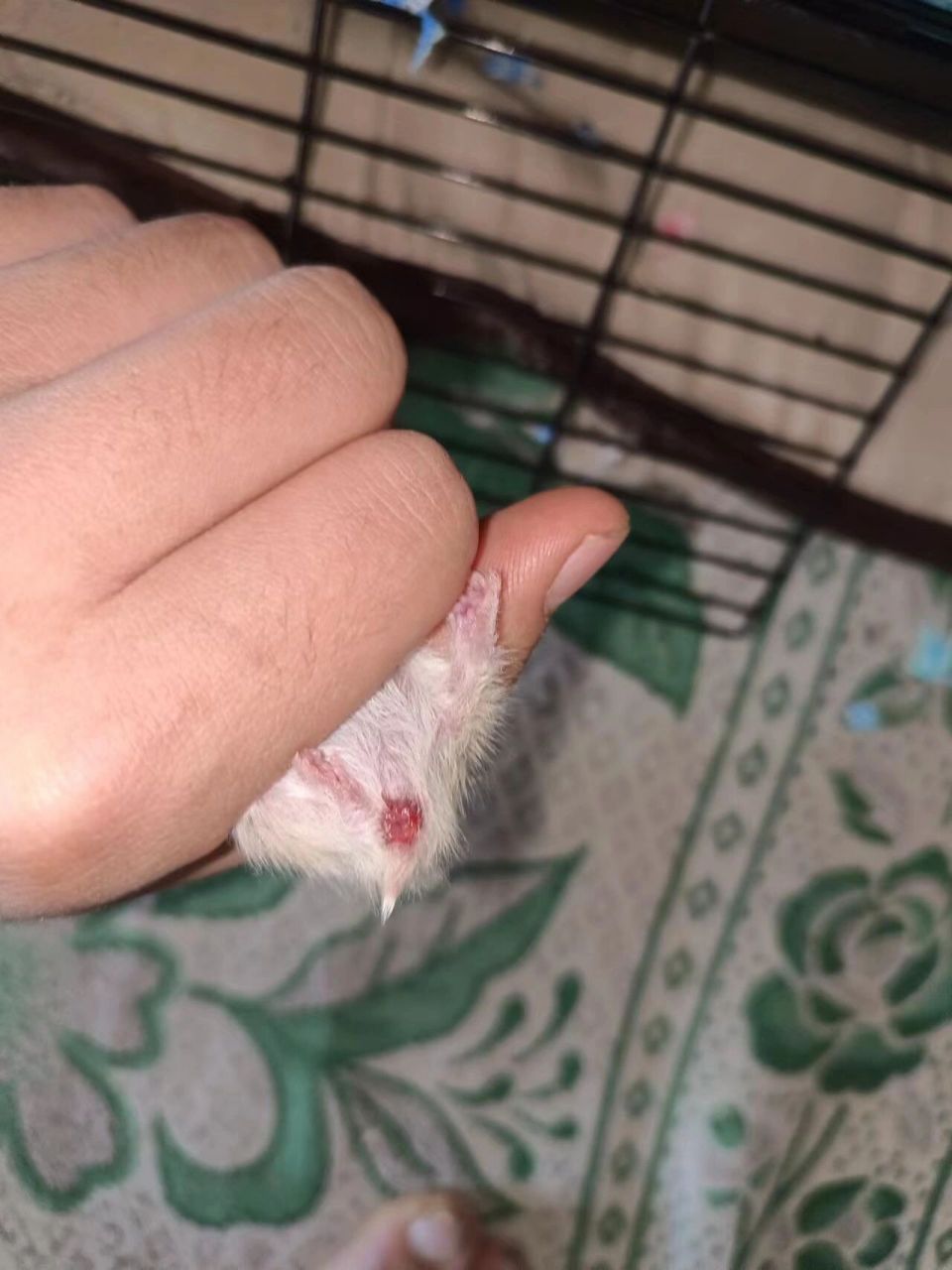 求助大家,金丝熊这是脱肛了吗 已经有一周,拿酒精消毒过,金丝熊每天