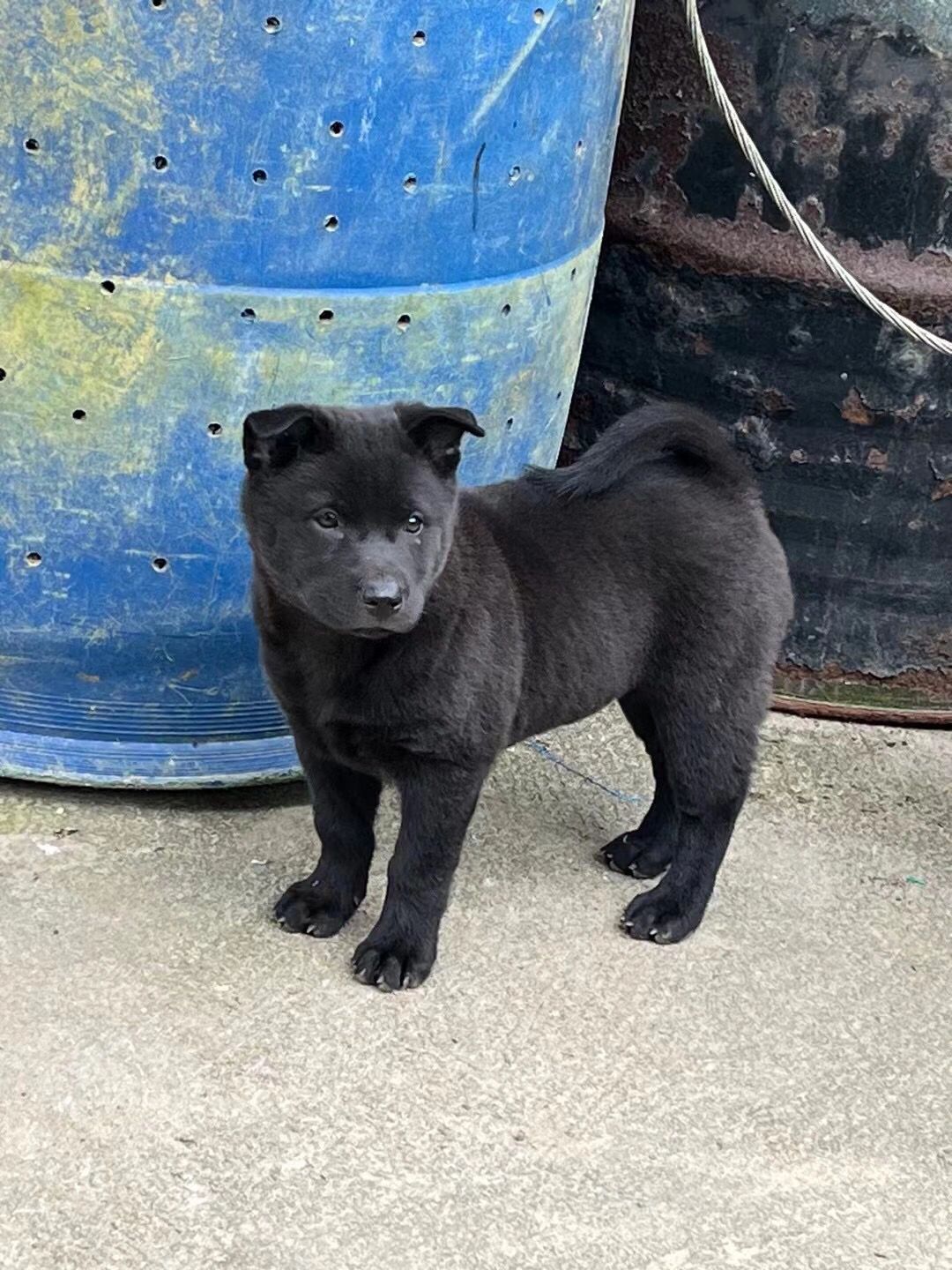 广西土猎之五黑神犬 公狗头版小黑熊