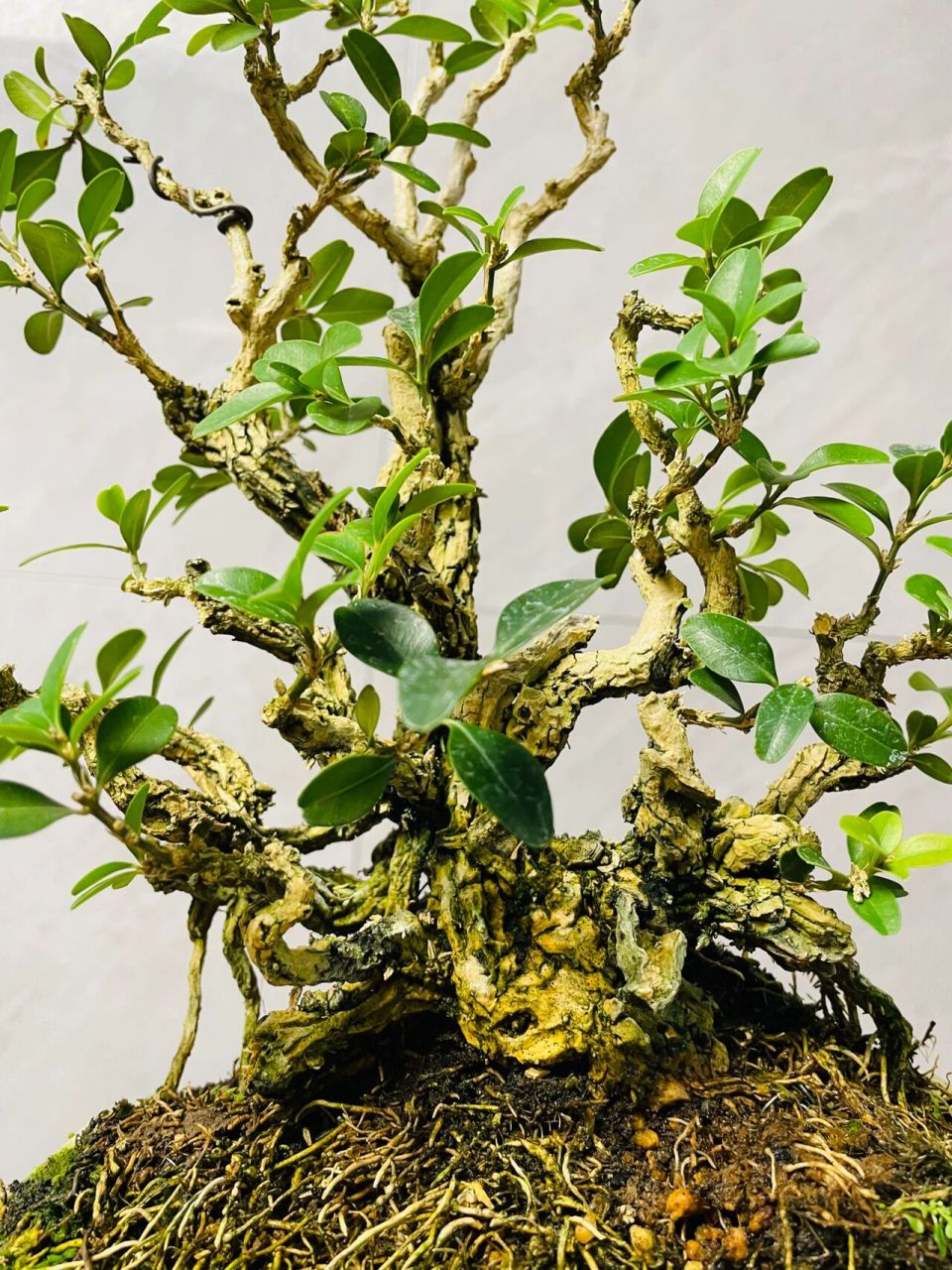 经典海岛黄杨盆景 由于黄杨生长非常缓慢,自古就有"千年黄杨寿为矮,更