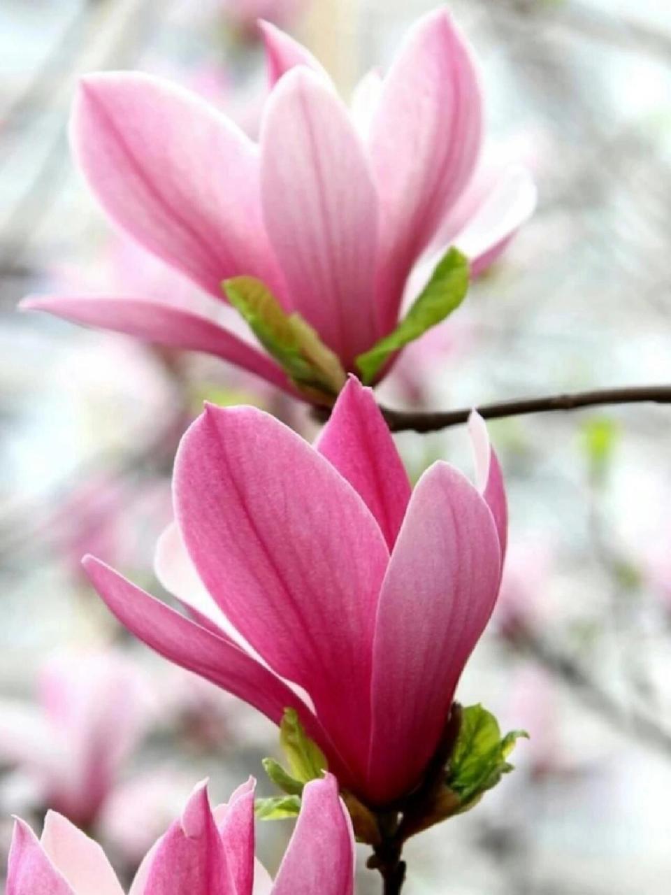 紫玉兰花      和我一起了解更多鲜花知识吧!