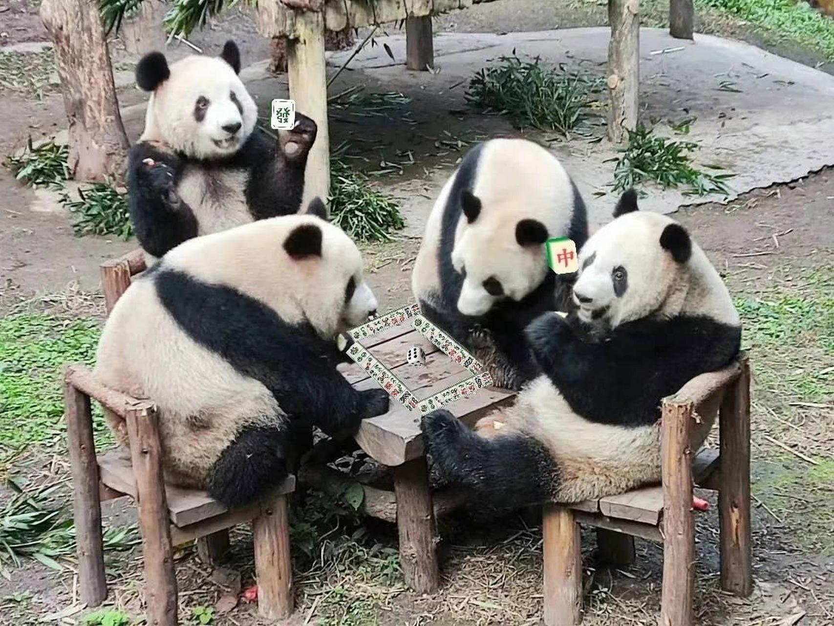熊猫赌博案例,熊猫赌博案例最新