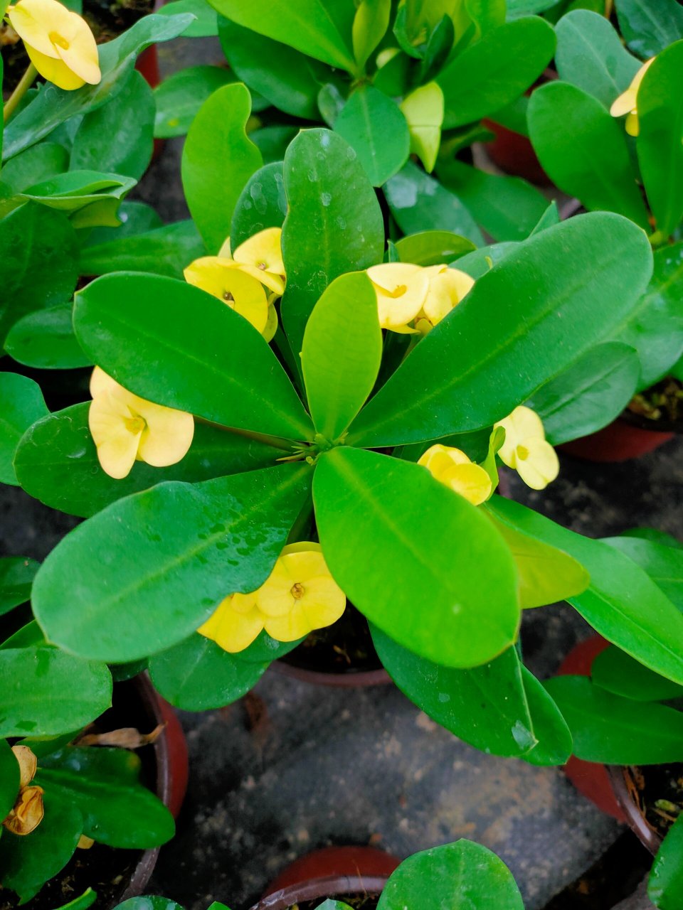 黄花虎刺梅,自动长成花球 黄花虎刺梅,美丽自动成花球 98 黄色中花