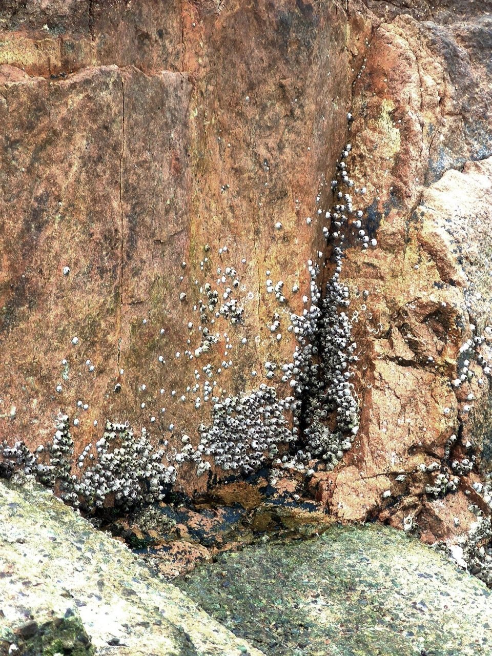 海岛见闻录:海洋"害虫"——藤壶 散步的时候发现海边的石头上有一片片
