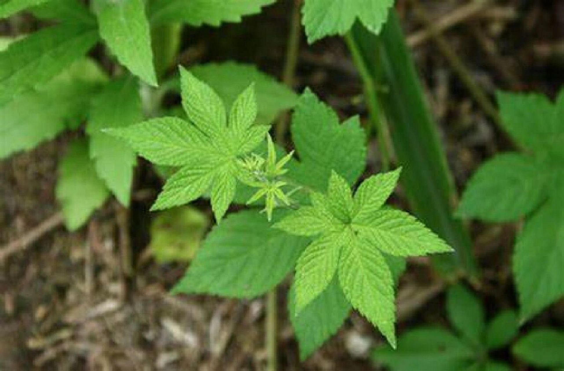 记录认识的中药材 40 | 葎草 99药材名: 葎草(桑科) 99别名: 勒草
