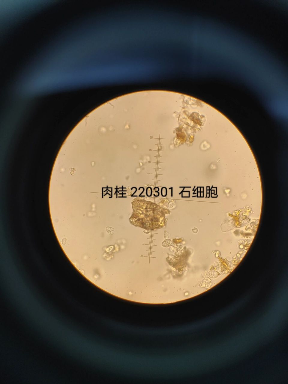 中药显微—肉桂