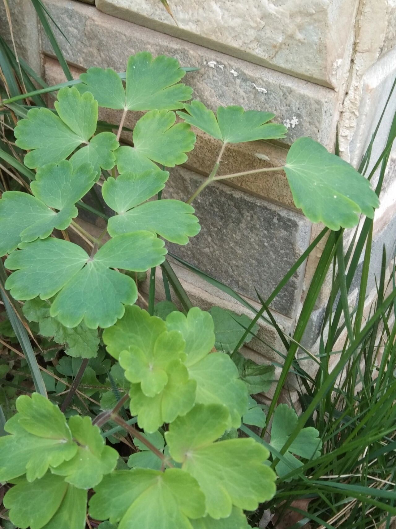 【耧斗菜】叶叶有殊姿