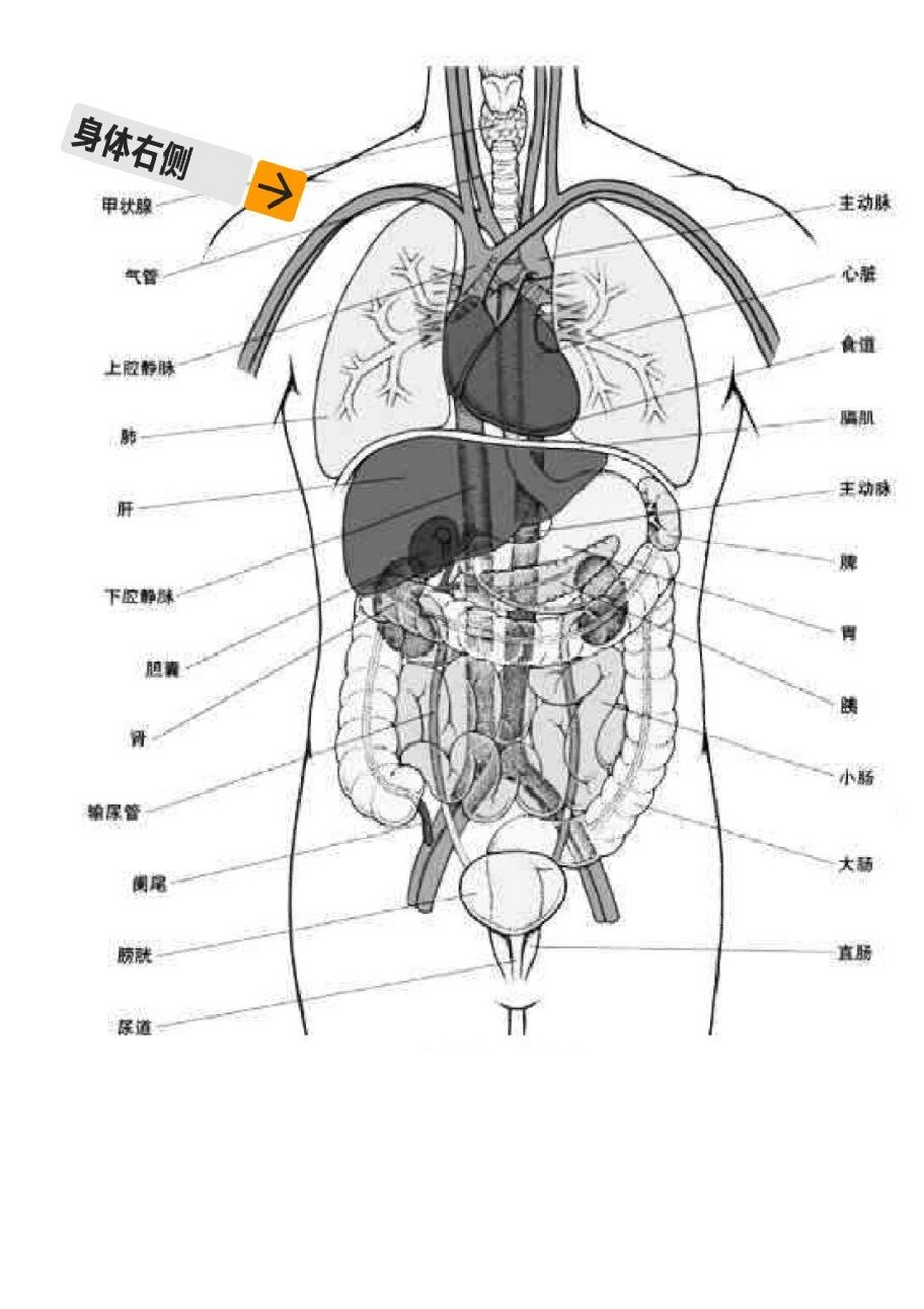 人身图解心肝肺的位置图片
