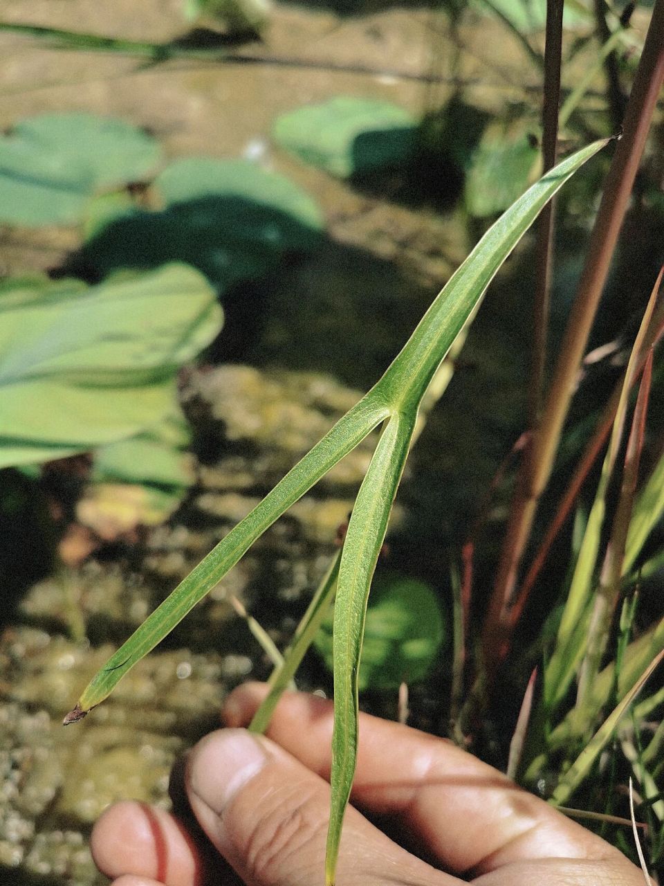 剪刀草 sagittaria trifolia var. trifolia f.