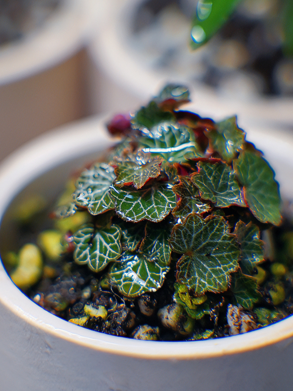 姬虎耳,掌上植物 #植物改造家