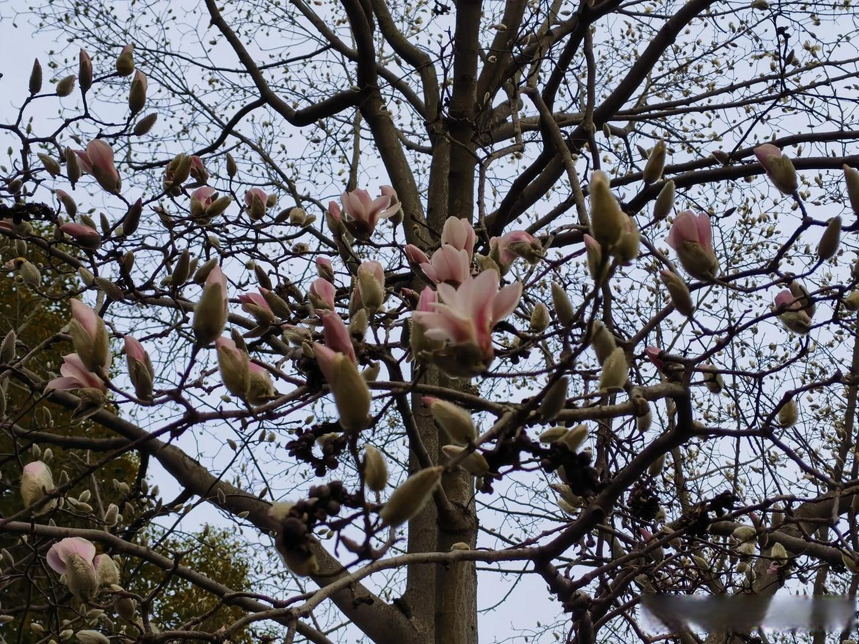 广玉兰先开花后长叶图片