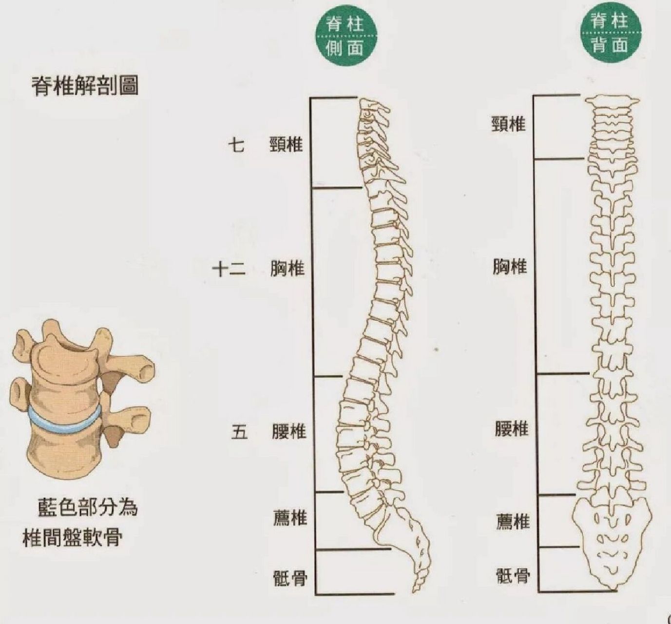 颈椎和肩椎的位置图片图片