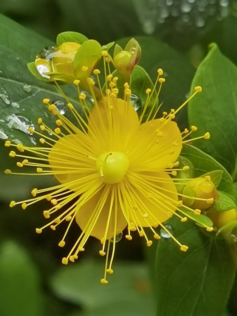 随手拍风景  金丝桃开花了!