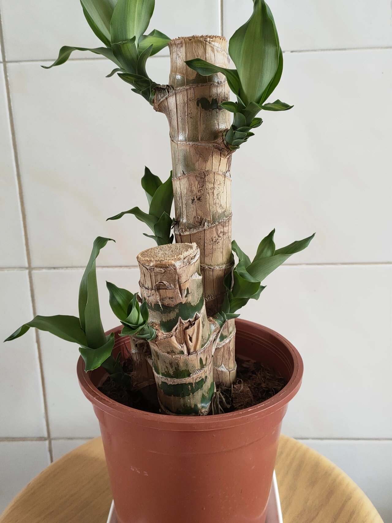 【巴西铁树】 别名:香龙血树,巴西木,巴西千年木,金边香龙血树,龙血树