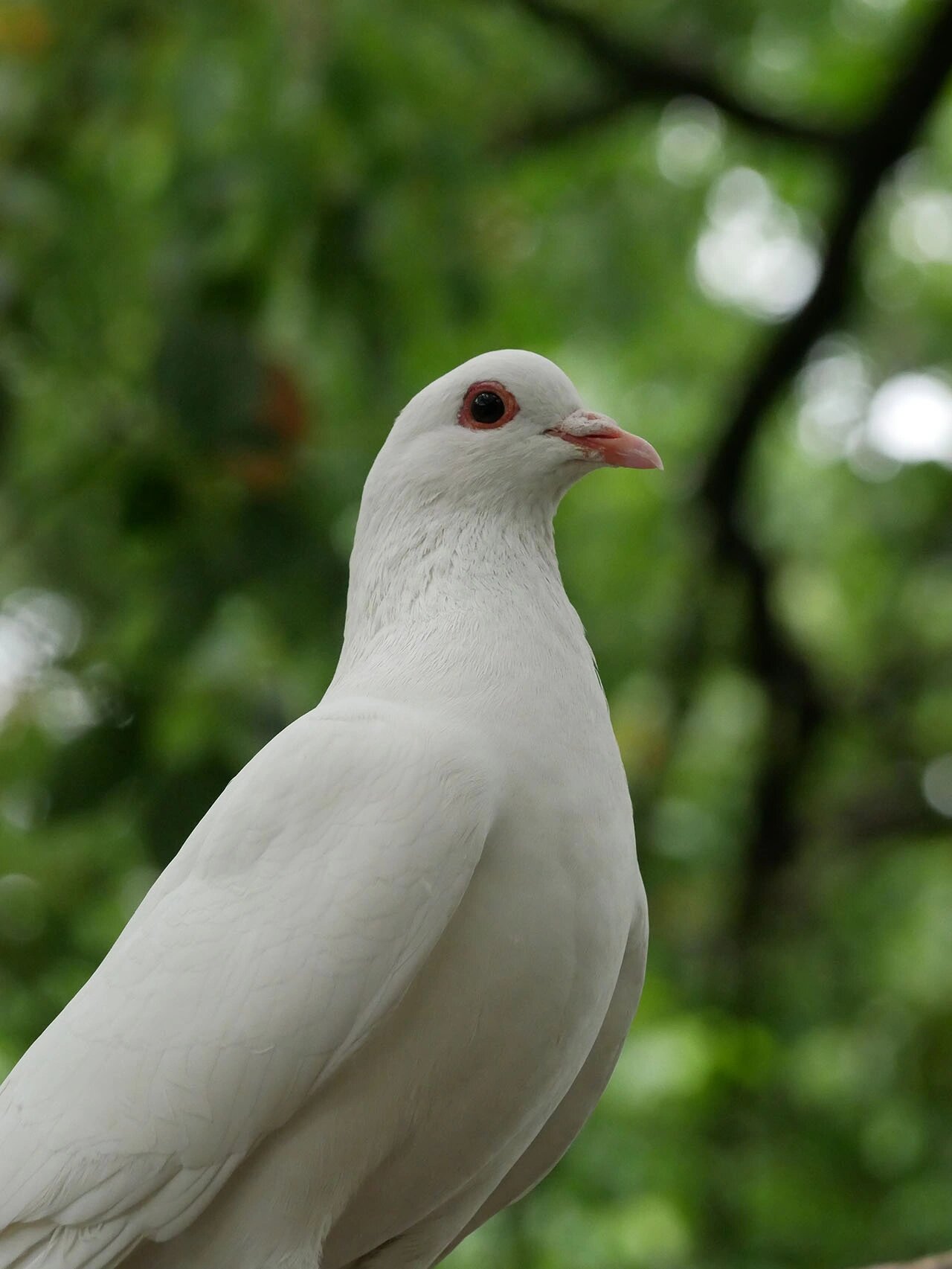 西园寺的白羽王鸽🐦