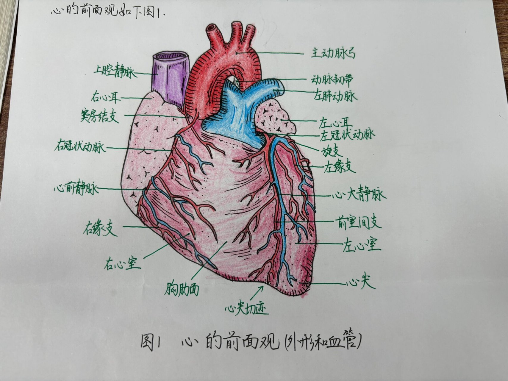 解剖学手绘|心的前面观 绘图作业:系统/人体解剖学—心脏的前面观
