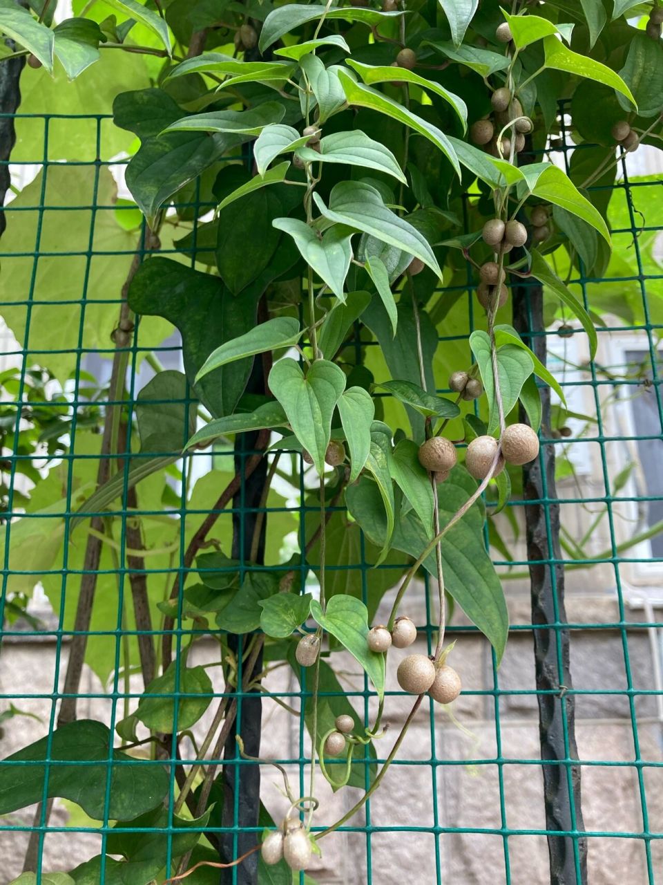 原来如此山药豆是藤蔓植物 原以为山药豆和土豆一样是被埋在在土里