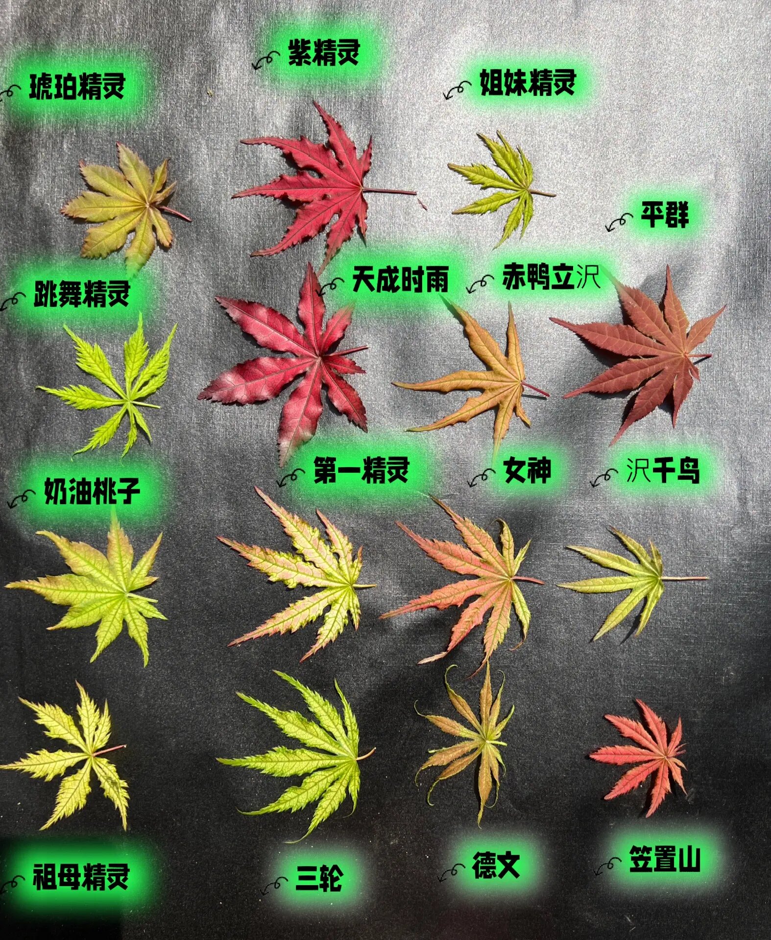 日本红枫脉叶品种对比(一)脉叶