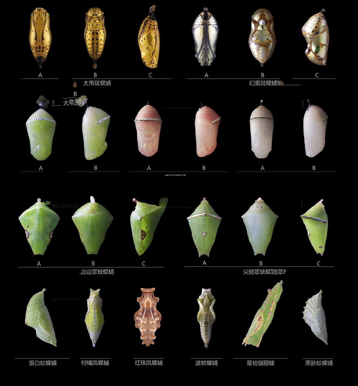 蝴蝶蛹鉴赏 蝴蝶蛹鉴赏