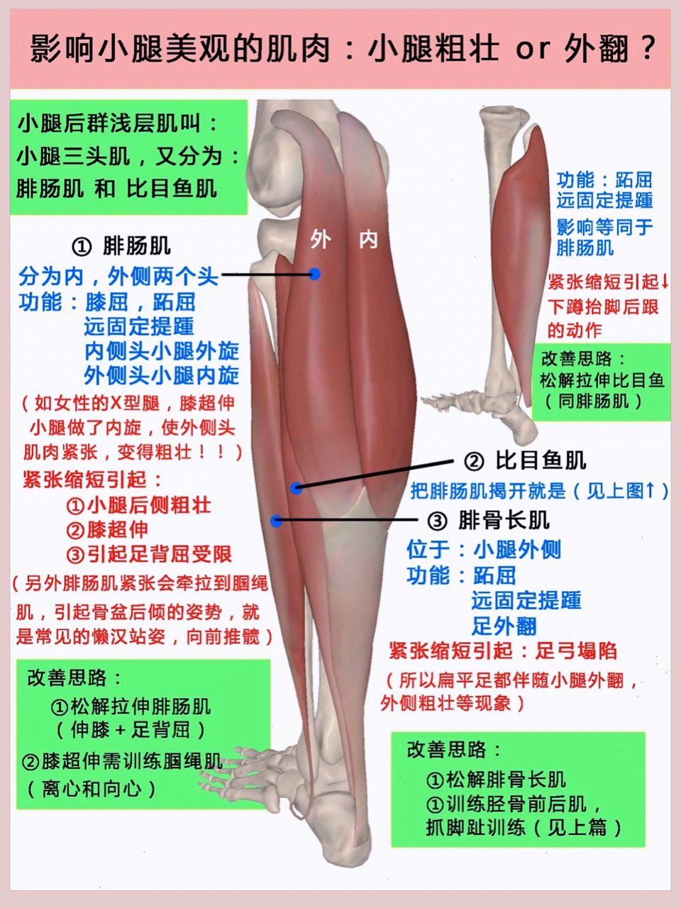 解剖小腿粗壮的肌肉get小腿外翻的根本原因 上图是小腿的最表层肌肉
