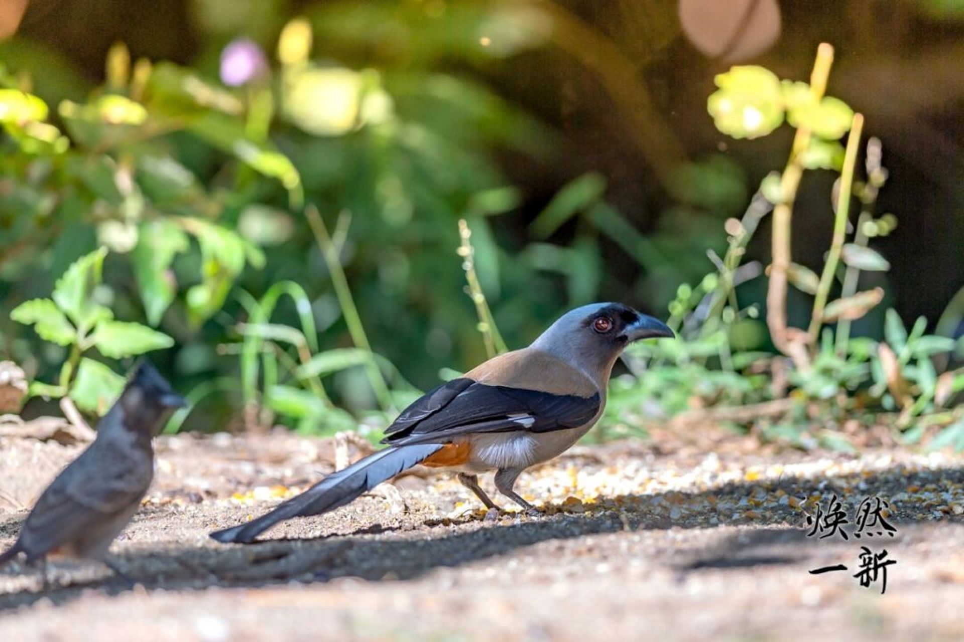 灰树鹊 灰树鹊在《中国鸟类野外手册》编号633(学名:dendrocitta
