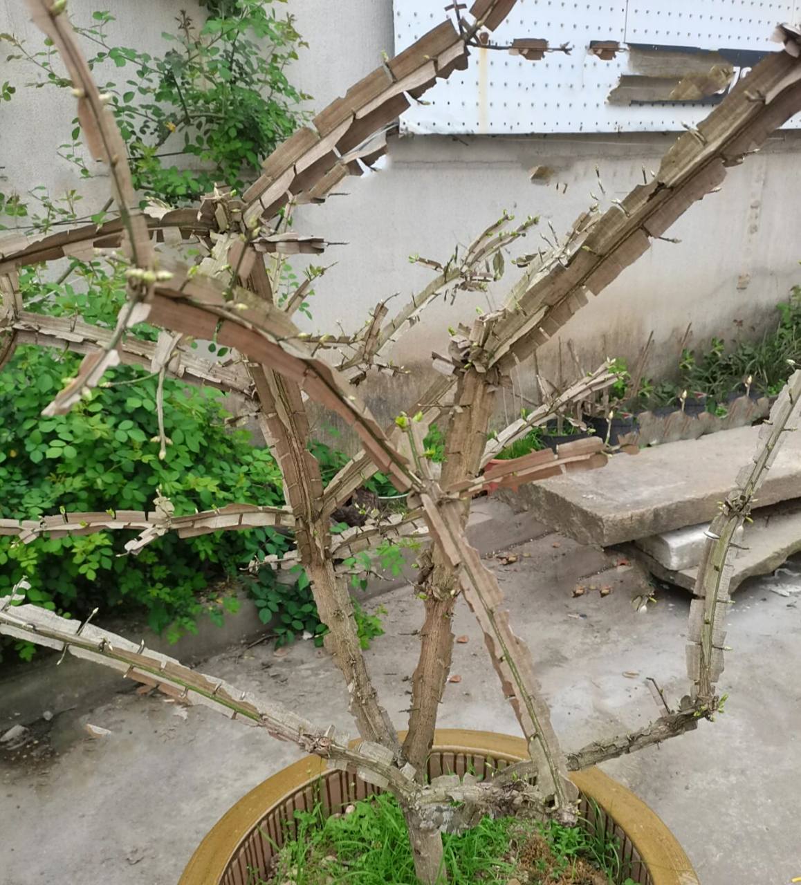 卫矛别名:鬼箭羽 别名:鬼箭羽,鬼箭,六月凌,四面锋 花期:5～6月 功效