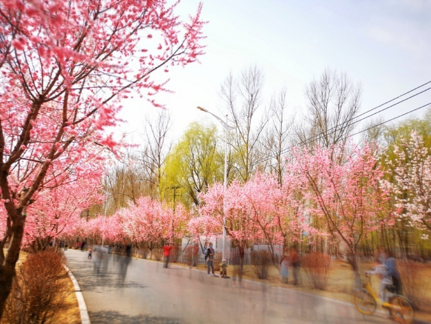 吉日五一游# 樱花岛位于南湖大路和繁荣路中间,在伊通河西岸的大路
