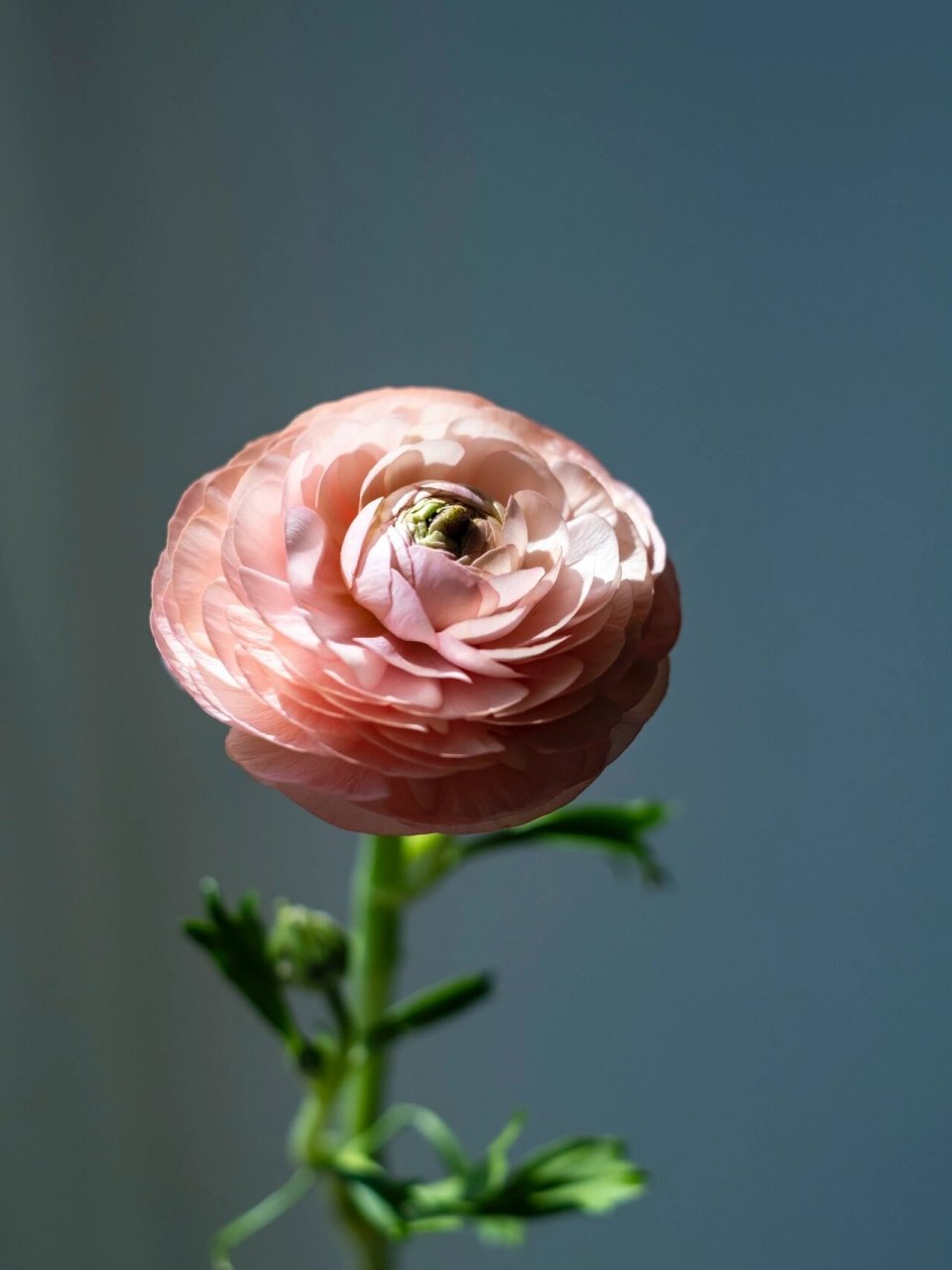 🌸今天和大家分享洋牡丹的醒花,养护和防止断头攻略📙: .