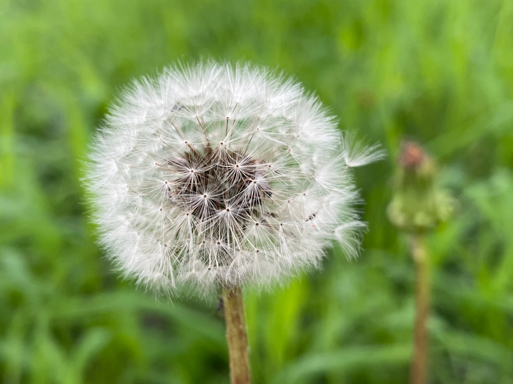 小学篱笆旁的蒲公英 是记忆里有味道的风景