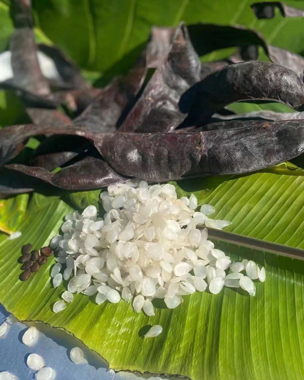 云南梁河野生古树皂角米, 这个季节没啥甜品食材润得过它.
