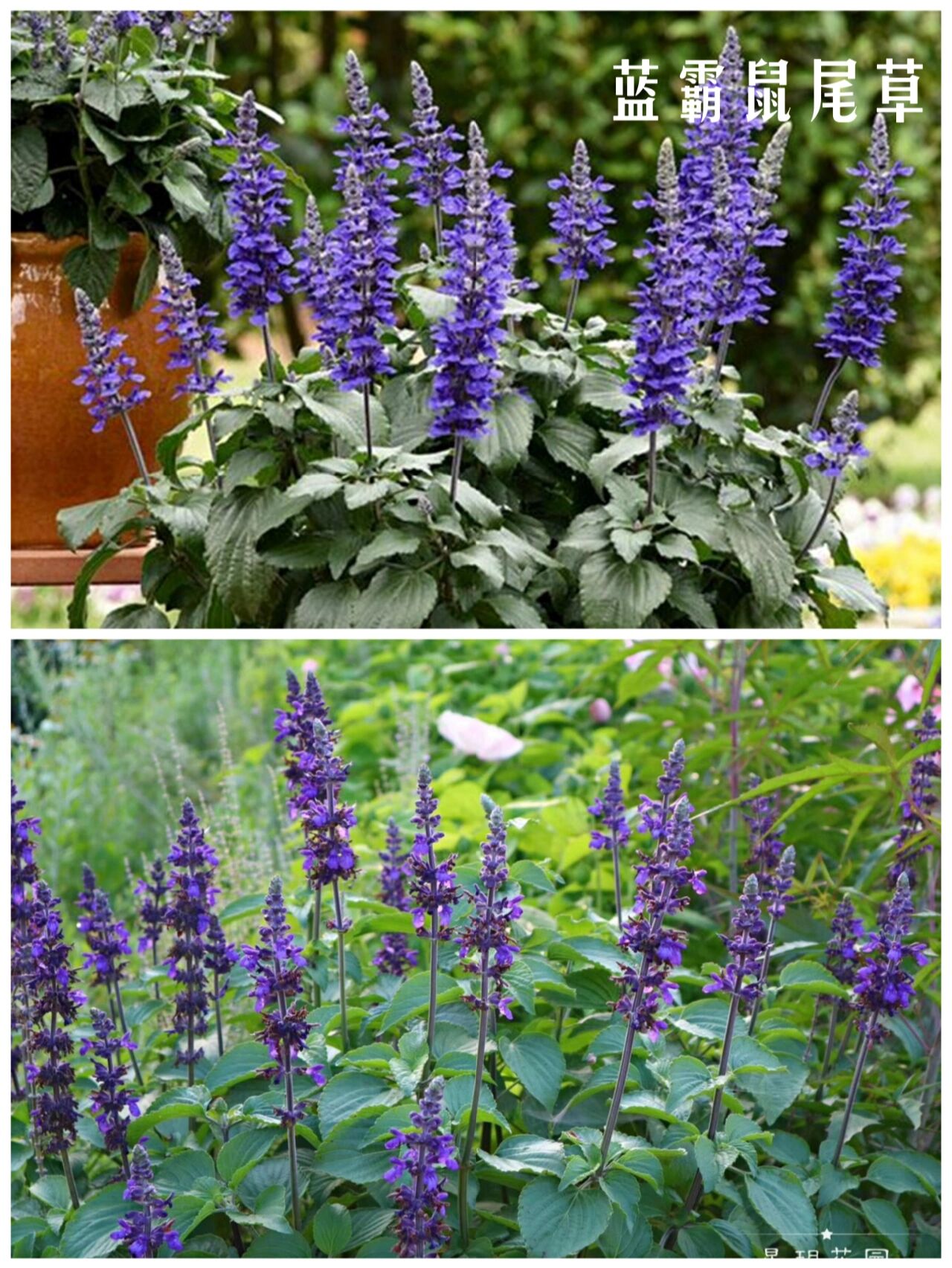 太乱,倒伏等问题,今天给大家普及一下市面上常见的鼠尾草的品种和区别