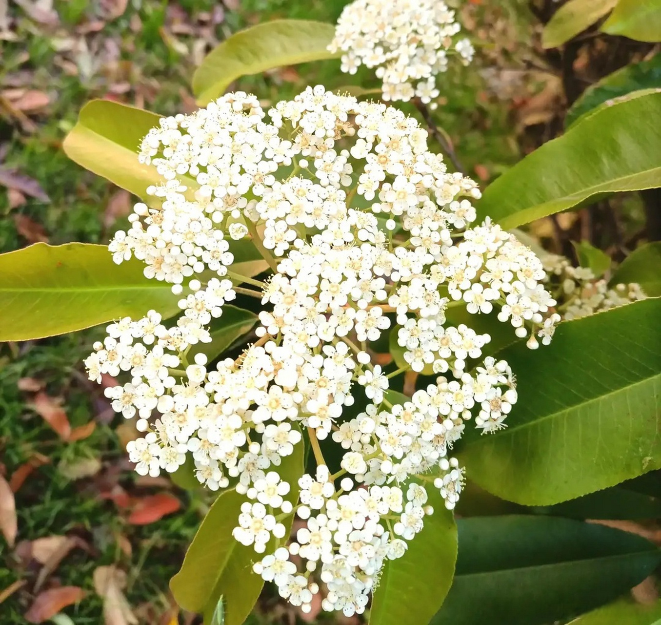 李白有诗"水舂云母碓,风扫石楠花",多么美好的景象,我想问李白