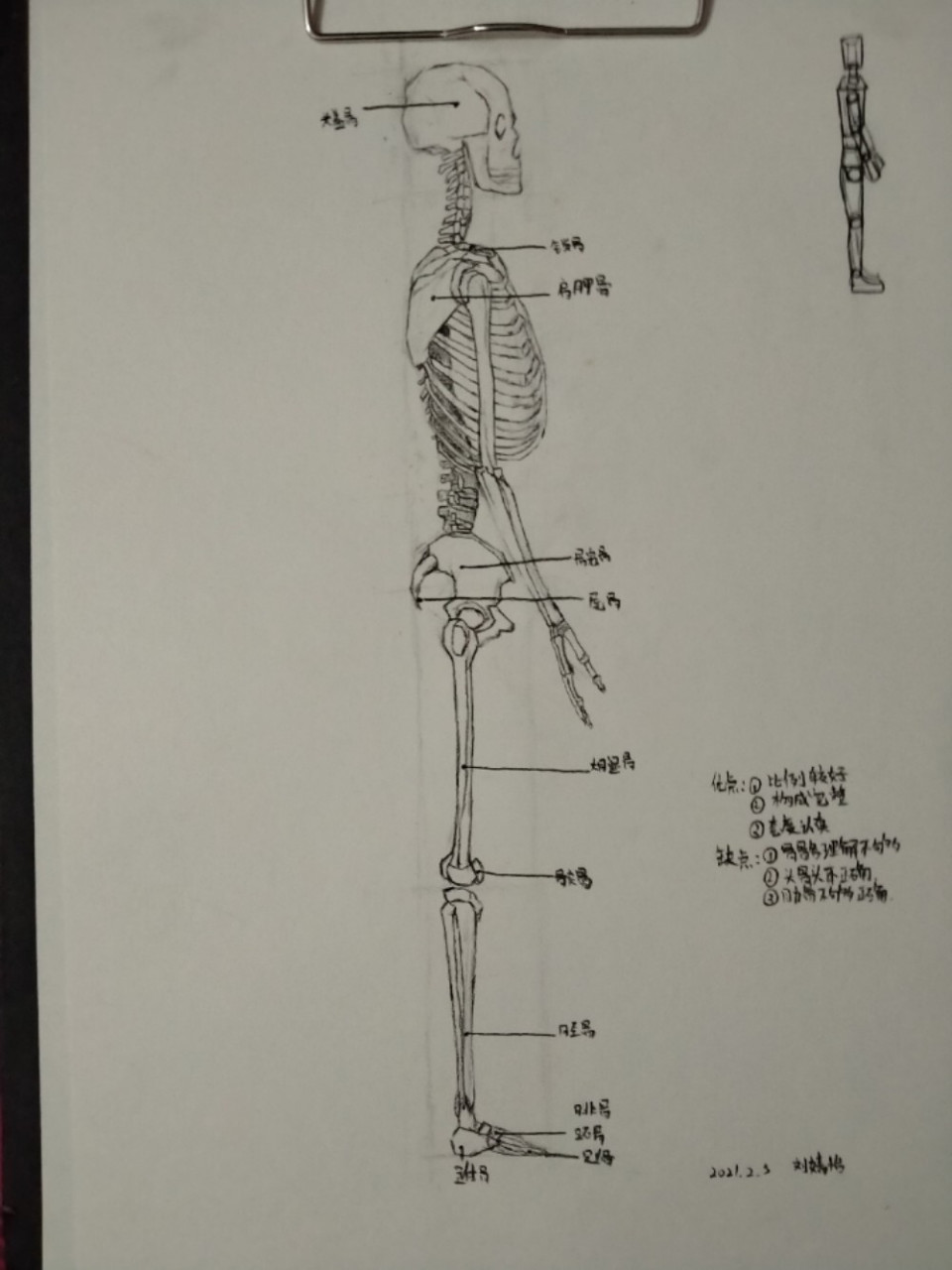 人骨图片全身侧面图片