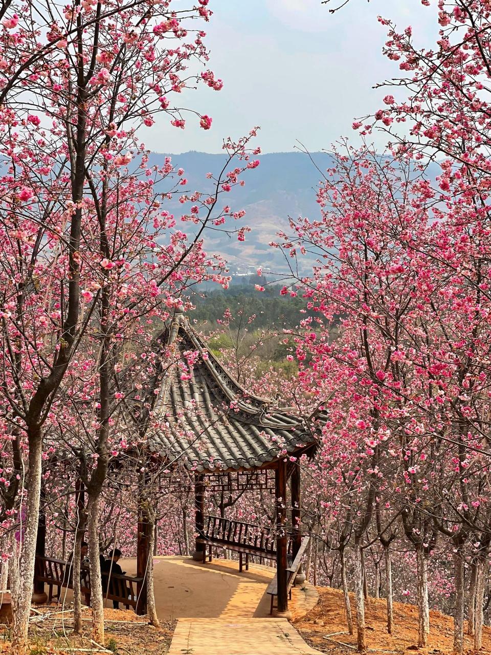 昆明宜良樱花谷图片图片