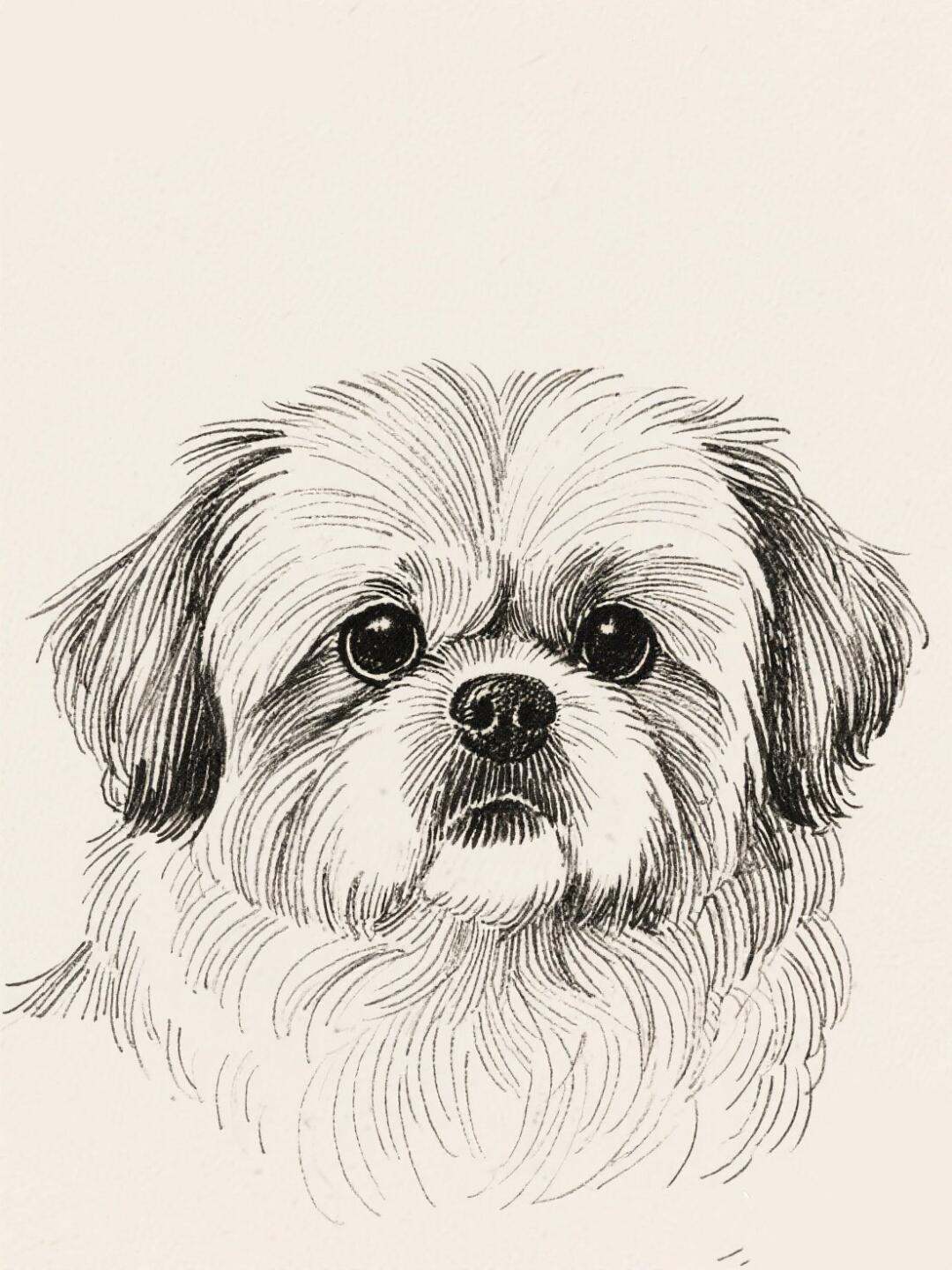 线描京巴犬你学会了吗?