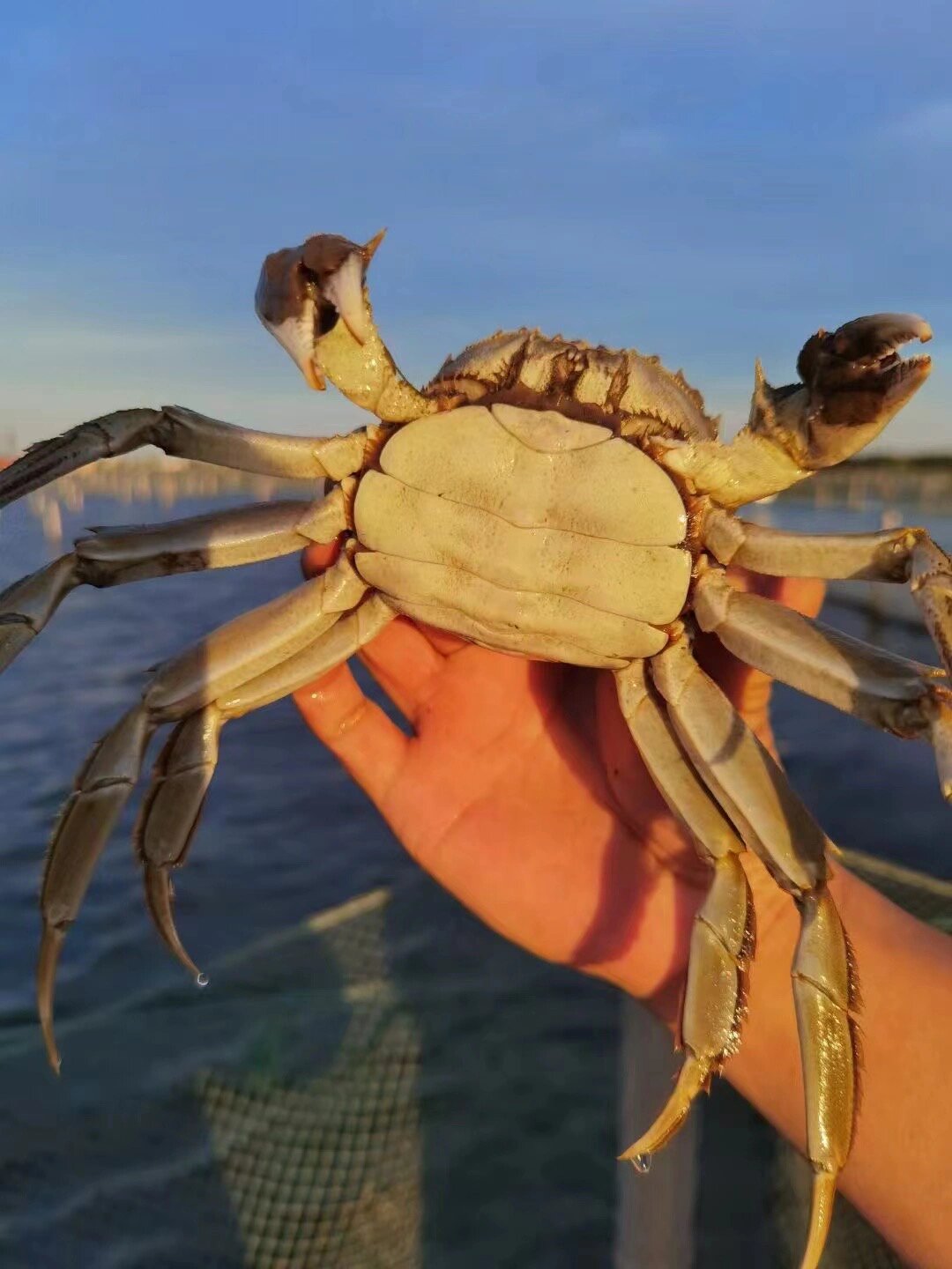 哪里大闸蟹最好71阳澄湖大闸蟹为何广为传播 大闸蟹,即中华绒螯蟹