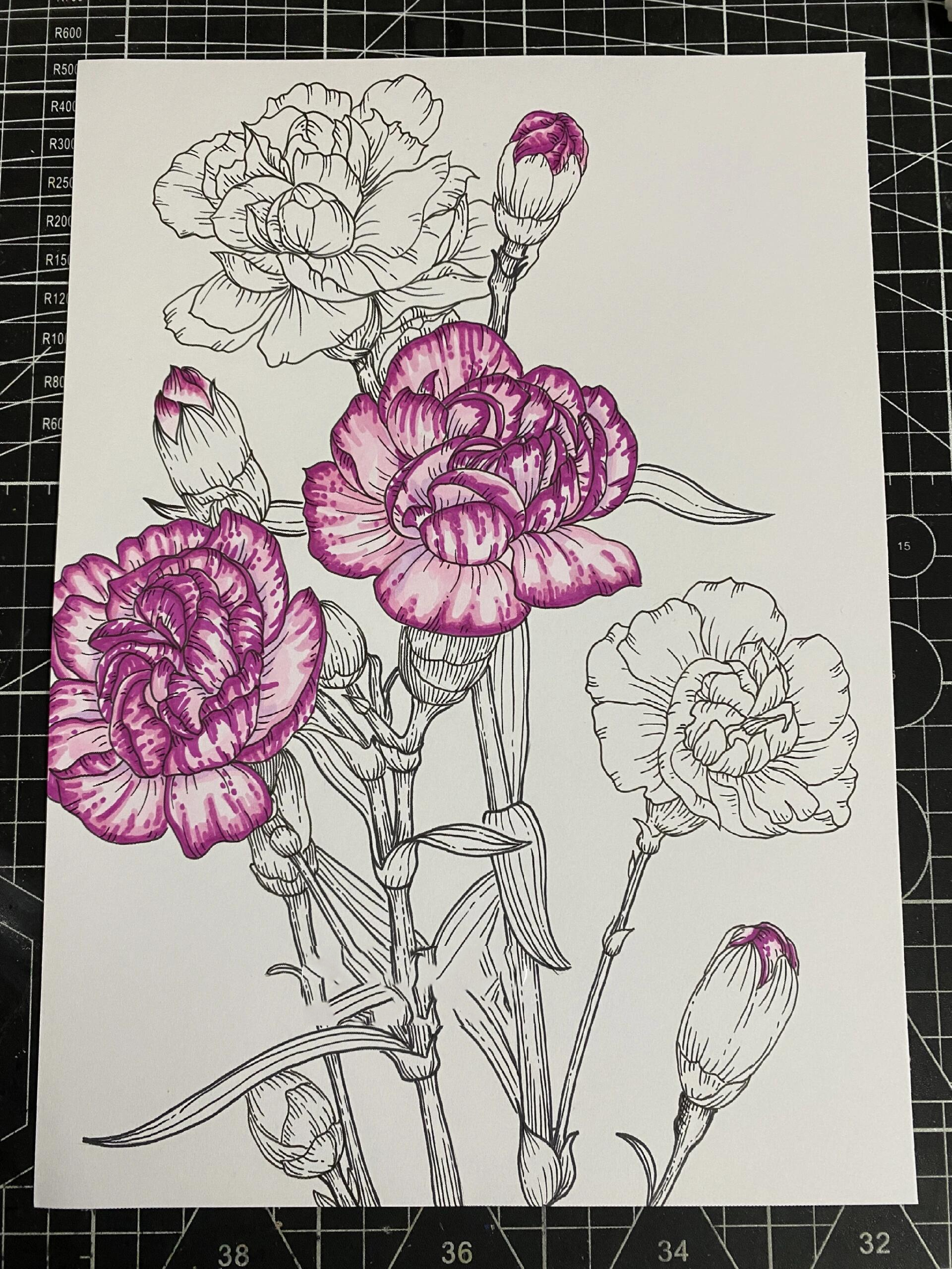 康乃馨‖花卉线描‖马克笔上色【附过程