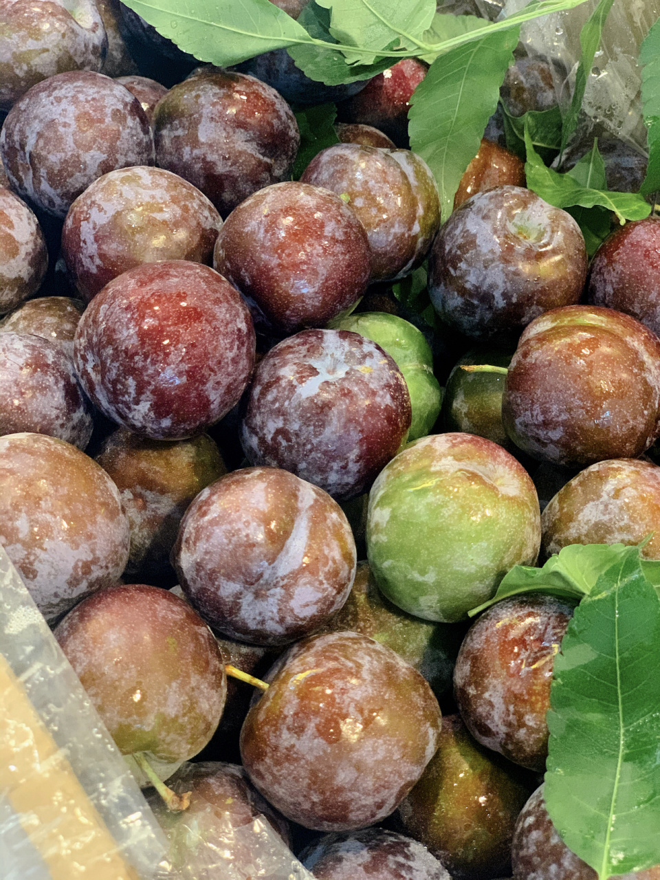 青红脆李 今年超好吃的李子 口感完爆当季所有李子 脆甜化渣的脱骨脆