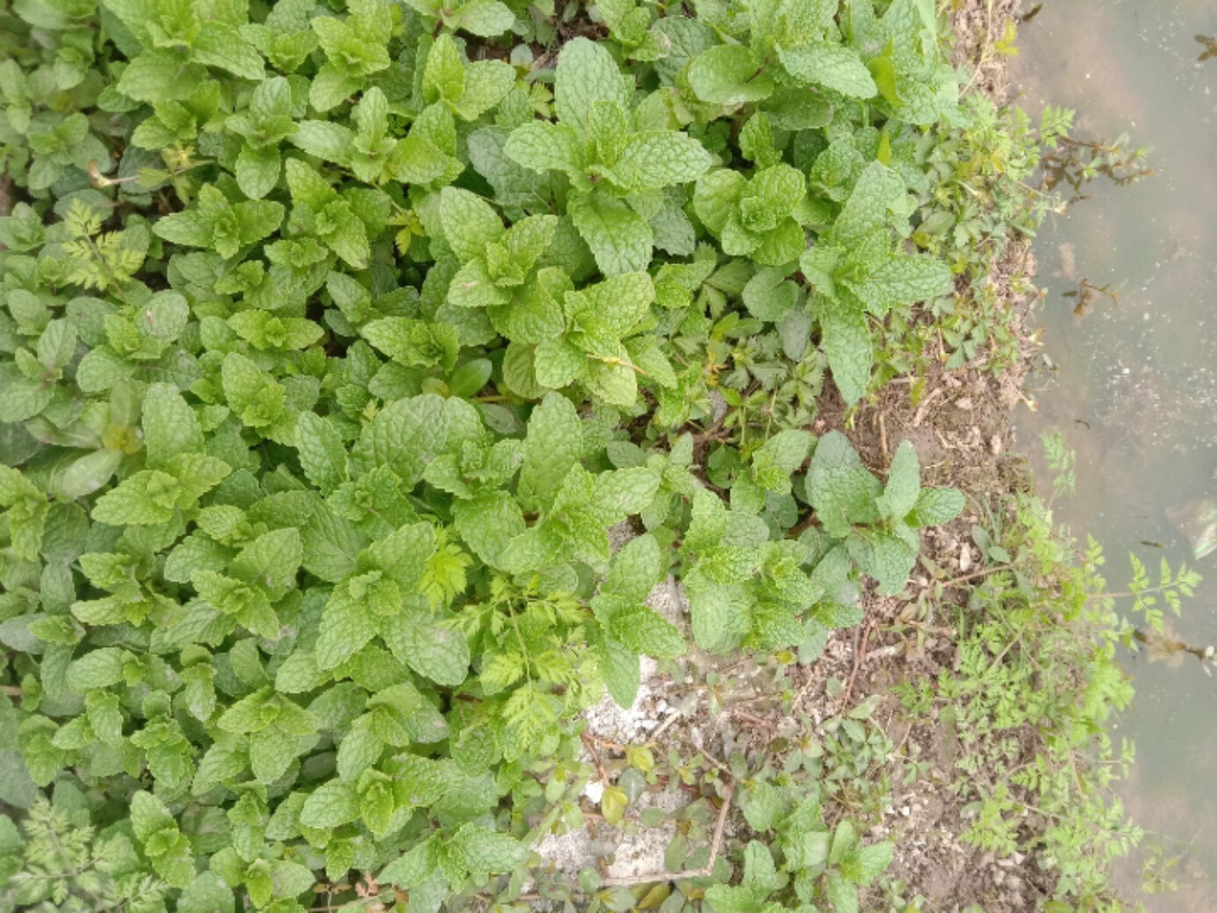 鱼香和薄荷,怎么区分,闻,味道不一样啊