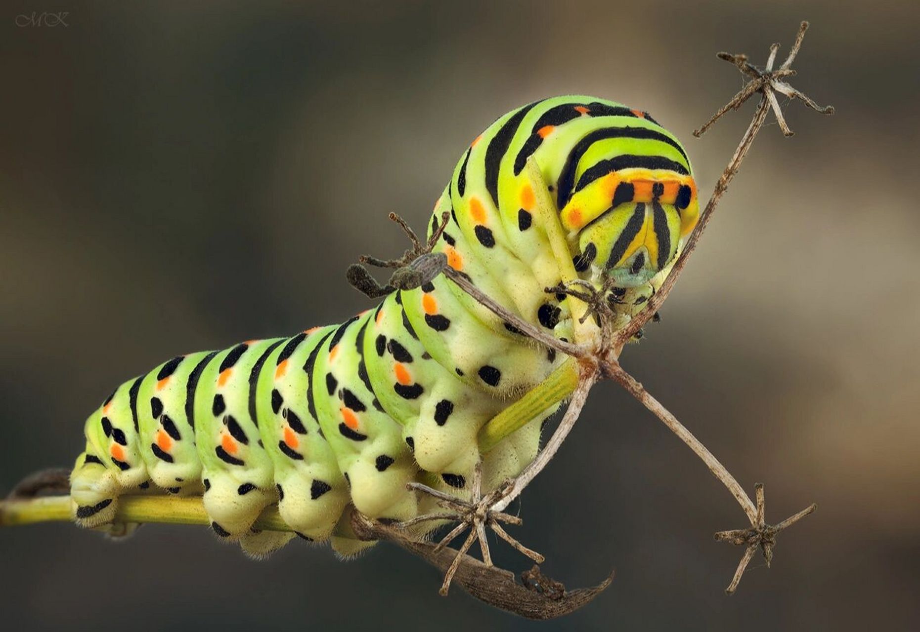 昆虫高清图(二十三)