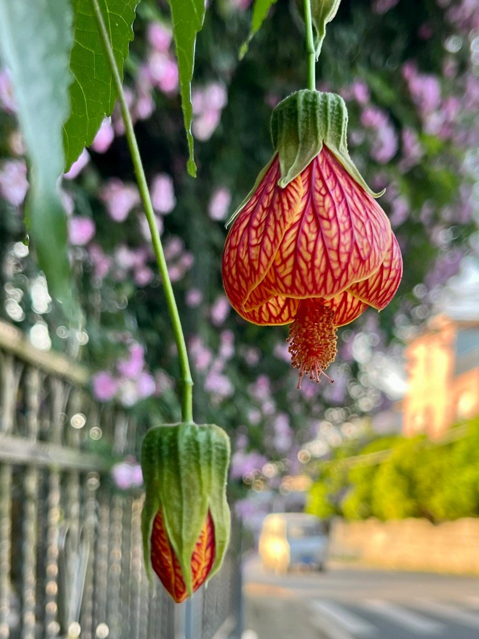 福州植物打标66 | 造型独特的金铃花 植物简介: 【学名】abutilon02