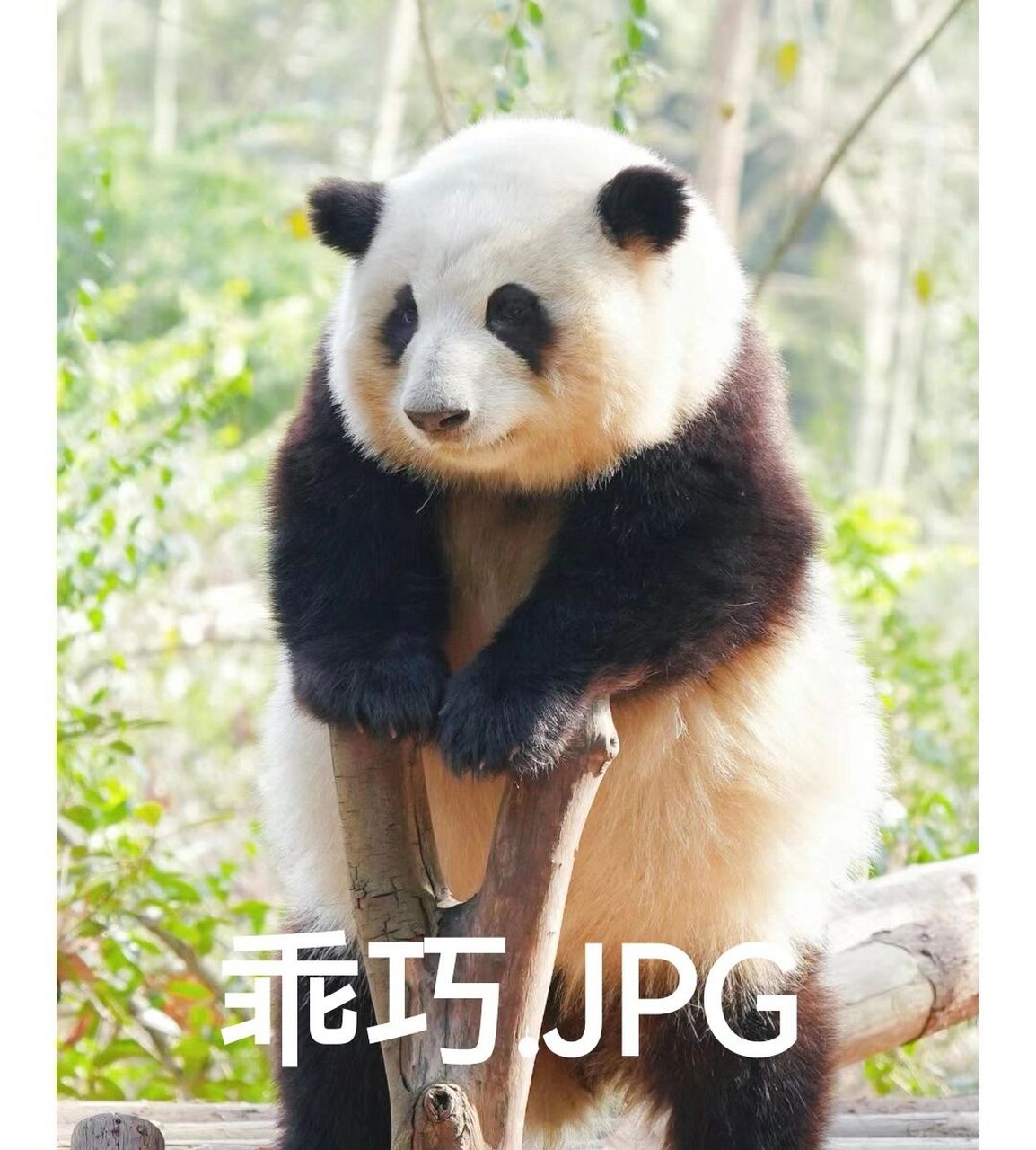 大熊猫花花表情包第三弹 今天是既乖巧又俏皮的猪八花呀 原图来自网络